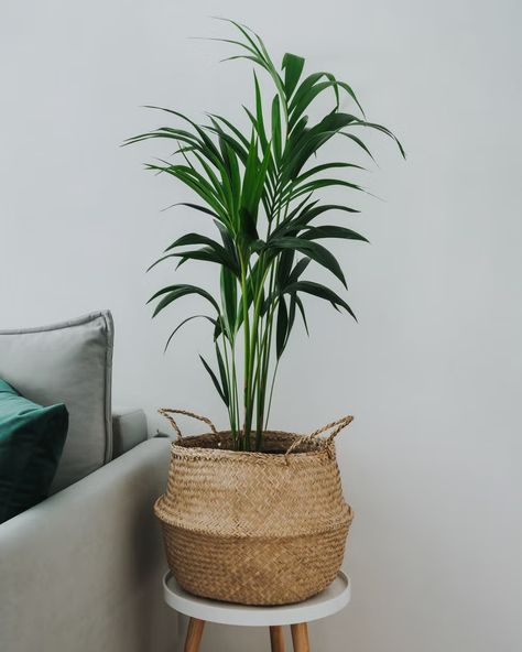 Kentia or howea forsteriana in room interior Howea Forsteriana, Madagascar Dragon Tree, Peony Care, Kentia Palm, Palm Court, Umbrella Tree, Tropical House Plants, Indoor Tree, Parlor Palm