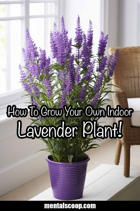 Lavender Plant Indoors, Indoor Lavender, Lavender Plant Uses, Landscape Flower Beds, Growing Lavender Indoors, Indoor Lavender Plant, Lavender Indoors, Plants Hacks, Flower Beds Borders