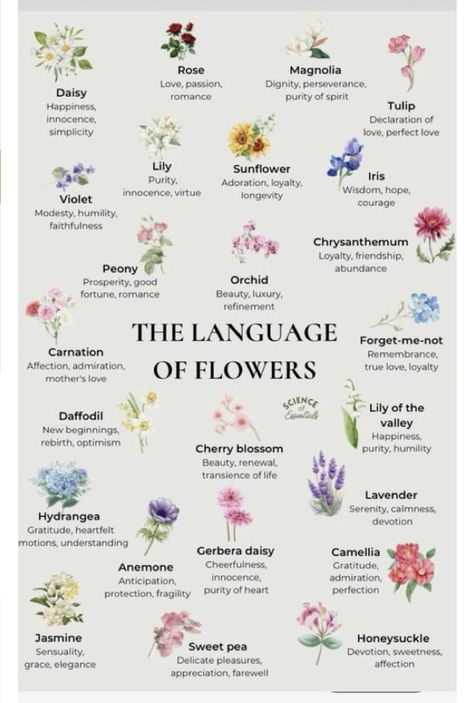 Wildflowers And Their Meanings, Different Flowers And Their Meanings, Flower Meanings Chart, Flowers And Meanings, Flowers Meanings, Flowers Language, Meaningful Flowers, Flowers And Their Meanings, Flower Symbolism