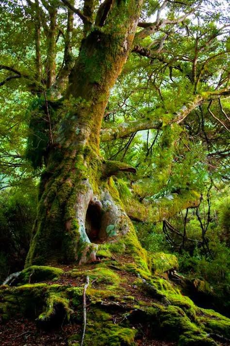 Mossy tree Moss Growing, Amazing Trees, Moss Covered, Old Tree, Beautiful Trees, Old Trees, Unique Trees, Tree Hugger, Nature Tree