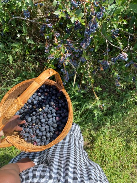 #momanddaughter #cottagecoreaesthetic #cottagecore #slowliving #blueberries #blueberrypicking #blueberryfield #summerbucketlist Blueberry Picking Pictures, Picking Fruit Aesthetic, Farm Core Aesthetic, Slow Living Aesthetic Summer, Blueberry Picking Aesthetic, Berry Picking Photoshoot, Blueberry Picking Outfit, Fruit Picking Aesthetic, Blue Cottagecore Aesthetic