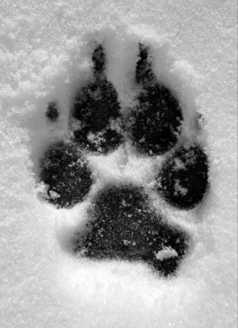 Wolf Paw Print, Black Pug Puppies, Wolf Paw, Popular Dog Breeds, Most Popular Dog Breeds, Wolf Pictures, Black Pug, Pug Puppies, Christmas Gifts For Boyfriend