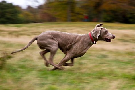 Veterinarian Reveals on TikTok That There's a Scientific Name for Your Dog's 'Zoomies' — Watch! Zoomies Dog, Dog Zoomies, Dog Poems, Animal Rescue Center, Pet Project, Dog Personality, Dog Grooming Business, Dog Stories, Scientific Name