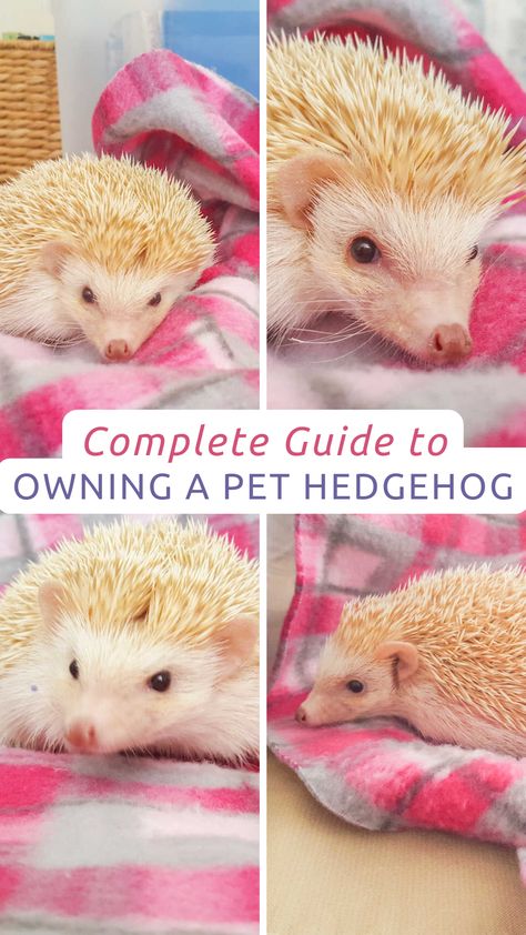 Headchogs Pet, How To Care For A Hedgehog, Natural Hedgehog Habitat, Hedgehog Names List, How To Take Care Of A Hedgehog, Hedge Hog Cage Ideas, Hedgehog Care Tips, Hedgehog Homes Ideas, Hedgehog Care Guide