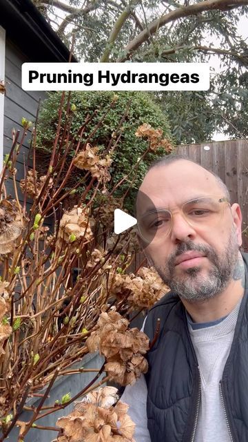 Vas Karpetas on Instagram: "Late winter in the U.K. is a good time to remove your flower heads from your mophead Hydrangeas as new shoots are starting to show .  You can use the same pruning on your lace cap Hydrangeas as well .  Please note this is not for Hydrangea Annabelle or Paniculata.   #gardens #garden #gardening #flowers #nature #plants #gardenlife #gardendesign #gardensofinstagram #gardeninspiration #gardener #gardenlove #flower #photography #naturephotography #mygarden #landscape #landscaping #plantsofinstagram #green #landscapedesign #flowersofinstagram #instagarden #plant #architecture #spring #gardentutorial #hydrangeas" Pruning Hydrangeas Spring, Hydrangea Annabelle, Plant Architecture, Mophead Hydrangea, Pruning Hydrangeas, Lace Cap Hydrangea, Annabelle Hydrangea, Fall Hydrangea, Hydrangea Paniculata