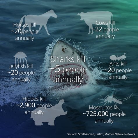 Cows Kill More People Than Sharks (With images) | Shark