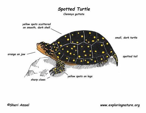 spotted turtles for sale Michigan Wildlife, Turtles For Sale, Spotted Turtle, Spots On Legs, About Nature, Animals Cute, Art Things, The Money, Seals