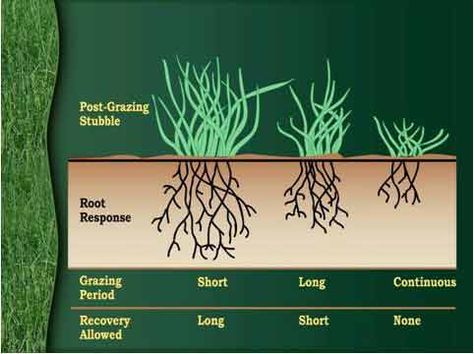 Pasture/Range Management - Extension / NRCS - Small Acreage ManagementExtension / NRCS – Small Acreage Management Rotational Grazing, Pasture Management, Farm Plans, Farm Layout, Future Farms, Homestead Farm, Colorado State University, Ranch Farm, Beef Cattle