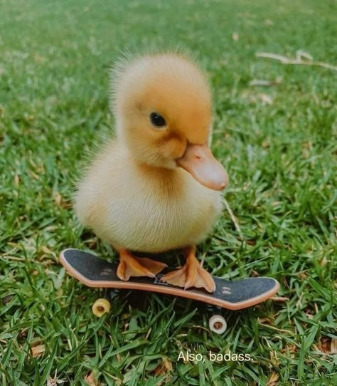 Silly Duck Pictures, Cute Animals Duck, Cute Ducks Aesthetic, Cute Duck Photos, Cute Duck Aesthetic, Baby Ducks Cute, Cute Duck Pfp, Duck Pic, Ducklings Cute