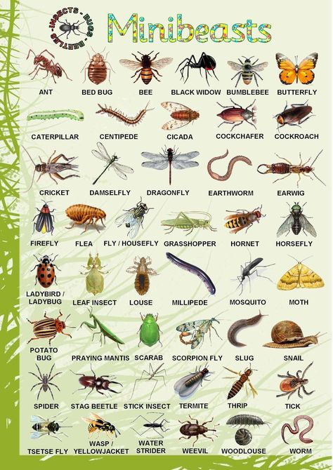 Learn English Vocabulary Through Pictures: 100+ Animal Names - Eslbuzz AA8 Insects Names, Animals Name In English, Forest School Ideas, Mini Beasts, Types Of Bugs, Forest School Activities, Nature Education, Nature School, Outdoor Education