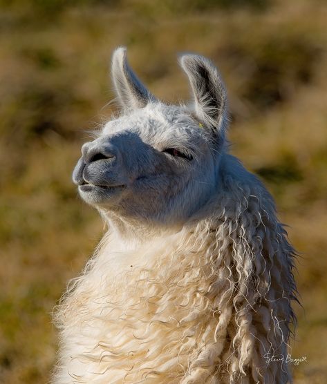 There is a big llama herd down the road from me and I have taken a fair amount of photos of them. I seem to like the close ups the best. Hope you enjoy. Cute Animal Photography, Llama And Alpaca, Aesthetic Llama, Llama Photo, Llama With Hats, Smiling Alpaca, Cool Animals, Animals Video, Llama Face