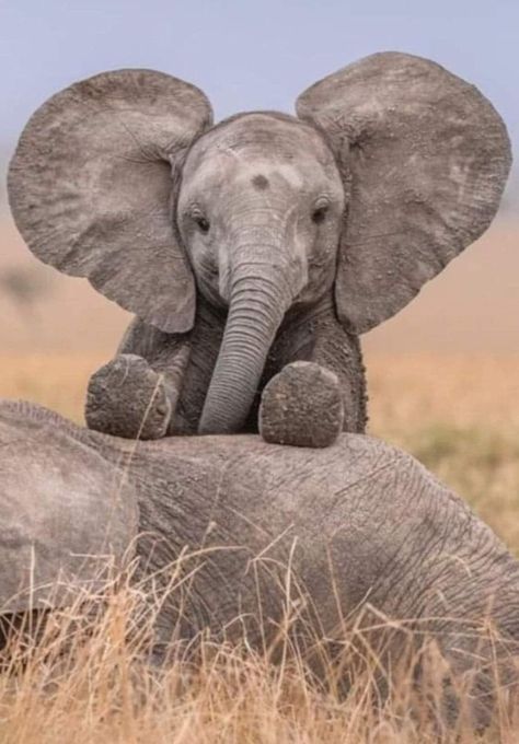 Elephant Pictures, Elephants Photos, Elephant Love, Pretty Animals, African Elephant, Cute Wild Animals, An Elephant, Cute Elephant