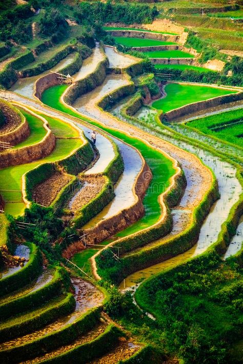 Vietnam Rice Fields, Northwest Landscaping, Rice Paddy, Earth Planet, Rice Field, Eco Green, Rice Fields, Interesting Food, The Harvest