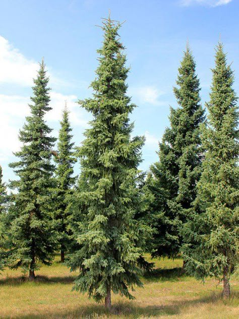 Black spruce trees are one of the best options for privacy screens due to their dense leaves. Evergreen Trees For Privacy, Crismas Tree, Evergreen Landscape, Black Spruce, Backyard Trees, Privacy Trees, Landscaping Trees, Columnar Trees, Privacy Landscaping