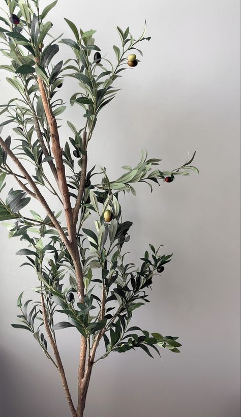 Olive Tree Wallpaper, Tree Wallpaper, Olive Tree, House Design, Health, Design