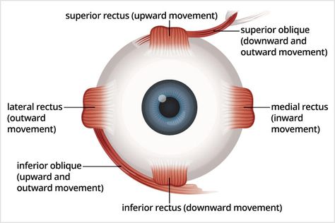 Strabismus Surgery, General Anatomy, Eye Muscles, Eyes Care, Eye Surgery, Nov 2, Eye Care, The Eye, Galaxy Wallpaper