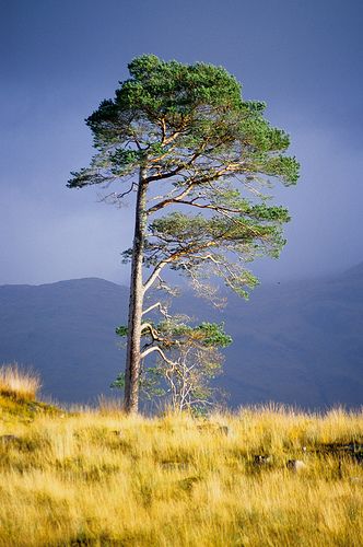 Scots Pine, Simple Landscape, Rowan Tree, Landscape Concept, Unique Trees, San Lucas, Scotland Travel, Perennial Plants, Watercolor Landscape