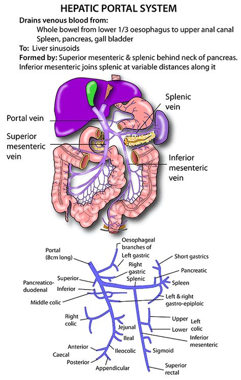 Instant Anatomy - Abdomen - Vessels - Veins - Portal system Anatomy Of The Body, Pathophysiology Nursing, Medical Terminology Study, Human Body Organs, Nursing School Essential, Medicine Notes, Medicine Studies, Basic Anatomy And Physiology, Nurse Study Notes