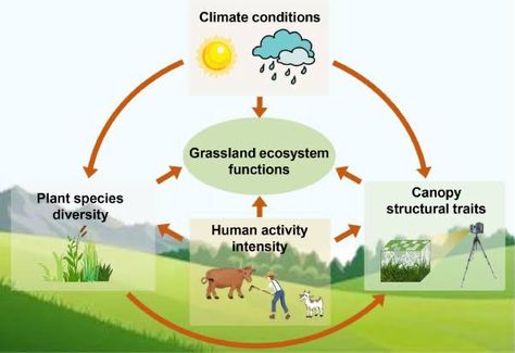 Grassland Ecosystem, Grass Land, Micro Organisms, Eco System, Earth Surface, Human Activity, Plant Species, Grasses, Not Enough