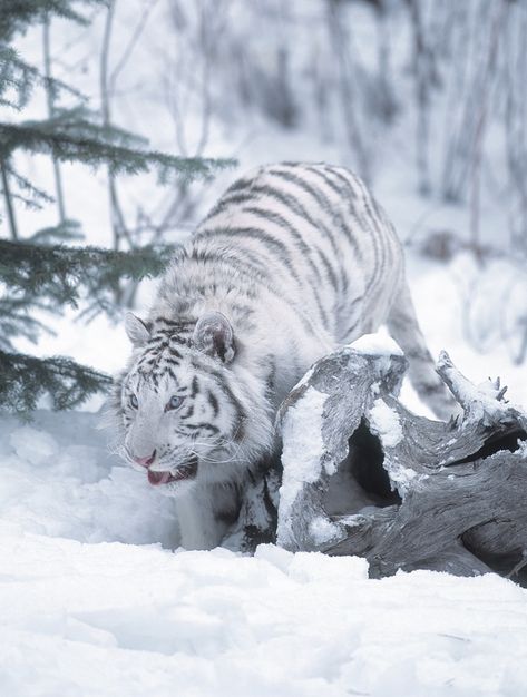 White bengal tiger in snow Tactical Wear Aesthetic, Snow Tiger, Tiger Photography, Big Cats Photography, Photography Snow, White Tigers, Photography Hacks, Tiger Pictures, Light Meter