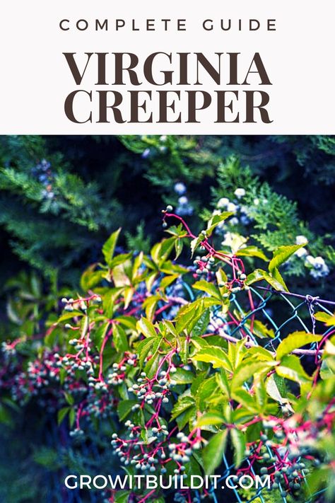 Virginia Creeper Vine, Parthenocissus Quinquefolia, Tree Structure, Climbing Trees, Virginia Creeper, Native Plant Gardening, How To Attract Birds, Native American Tribes, Backyard Birds