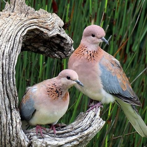 Brown Dove, Turtle Dove, Small Insects, Pretty Animals, Foto Art, Pretty Birds, Pics Art, Cute Little Animals, The Middle East