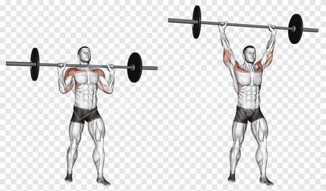 Barbell Shoulder Press The barbell should be placed on a power rack so that it is directly in front of you. The bar should be easy to lift off the rack, without bending too low or standing on tip-toes. Your feet should be shoulder-width apart. Keep your knees straight and your hips open. The barbell should be held in […] Barbell Shoulder Press, Barbell Press, Body Workout Routine, Gym Workout Guide, Military Press, Full Body Workout Routine, Barbell Workout, Bar Workout, Overhead Press