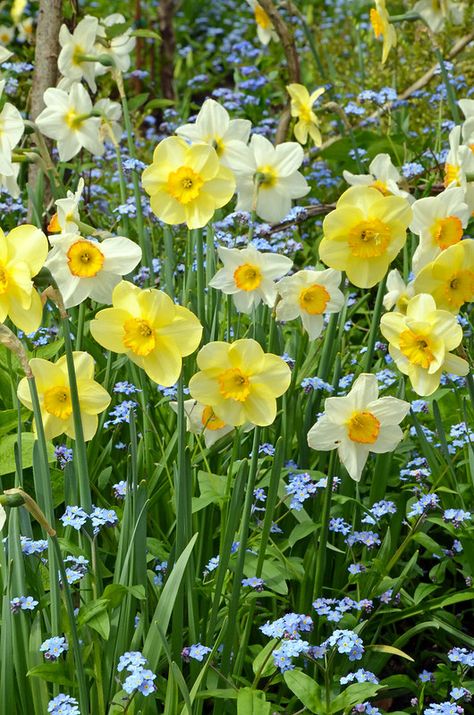 Spring Garden Flowers, Yellow Daffodils, Spring Bulbs, Spring Beauty, Deco Floral, Flowers Garden, Spring Is Here, Ranunculus, The Grass