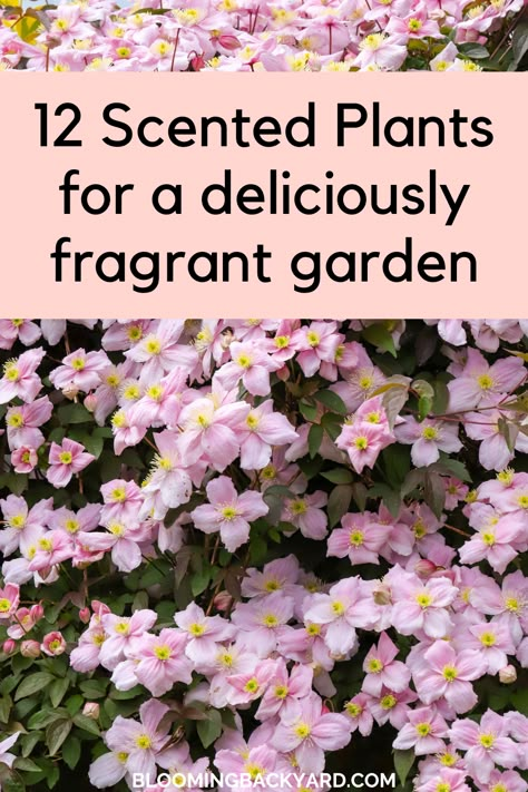 Scented plants that will make your garden smell amazing. Outside Hallway Garden Ideas, Romantic Garden Ideas, Hyacinth Garden, Foxglove Garden, Aromatic Garden, Cheap Yard Ideas, Best Smelling Flowers, Summer Garden Ideas, Flower Garden Inspiration