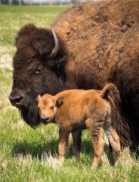 Buffalo Pictures, Bison Photography, Baby Bison, Buffalo Animal, Bison Art, Buffalo Art, Animals Adorable, Eagle Painting, Animal Babies