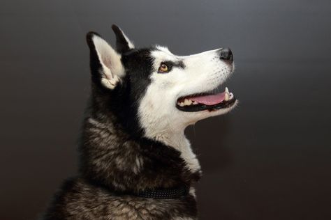 Dog Side Profile Drawing, Dog Side Profile, Side View Of Face, Husky Faces, Loomis Method, Inspo Reference, Goodnight Moon, Dog Poses, Animals To Draw