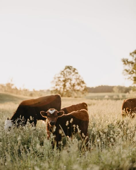 𝙴𝚊𝚐𝚕𝚎 𝙺𝚗𝚘𝚕𝚕 𝙵𝚊𝚛𝚖 on Instagram: “Hayyyy cutie. 👋🏻” Vintage Farm Pictures, Farm Asthetic Pics, Farm Pictures Aesthetic, Farm Lifestyle Photography, Midwest Farm Aesthetic, Cute Cows Aesthetic, Farm Astethic, Vintage Farm Aesthetic, Pictures With Cows