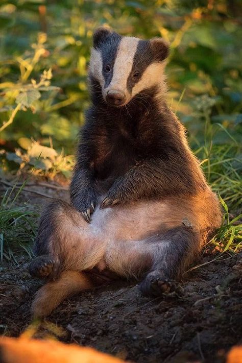 Opossum Photography, English Badger, Badger Reference, Reference Photos Animals, Badger Aesthetic, Europe Animals, Badger Photography, Animal Reference Photos, European Animals