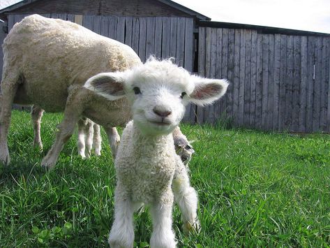 Leicester Longwool sheep Lamb Aesthetic, Cute Lambs, Lamb Pictures, Starověký Egypt, Cute Lamb, Baby Sheep, Cute Goats, Baby Lamb, Sheep And Lamb