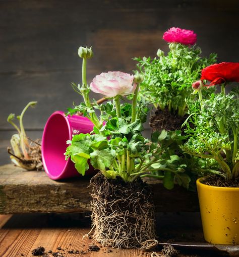 Your Guide to Ranunculus Care And Maintenance - Gardenerdy Growing Ranunculus In Pots, Potted Ranunculus, Ranunculus In Pots, Arizona Gardens, Ranunculus Wedding Bouquet, Ranunculus Arrangement, Ranunculus Garden, Greenery Garden, Orange Ranunculus