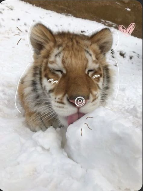 Cute Wild Animal Pictures, Tigers Aesthetic, Silly Tiger, Tiger Pfp, Tiger Pet, Tiger Snow, Cute Tiger Cubs, Golden Tigers, Fierce Animals