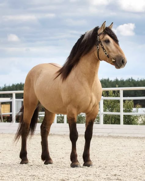 Brown Mustang Horse, Buckskin Roan Horse, Light Bay Horse, Horse Color Chart, Horses Colors, Brown White Hair, Buckskin Horses, Horse Wallpapers, Canadian Horse