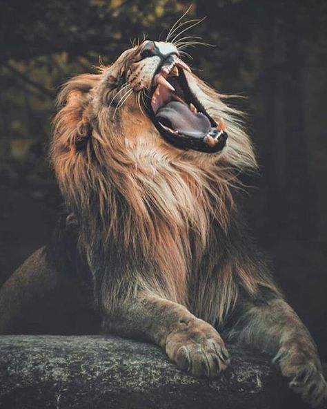 Roar 👑 🐾 🐾 🐾 🐾 🐾 🐾 🐾 #lion #lions #lioness #lionking #safari #bigcats #bigcat #africanamazing #kingofthejungle #wildlifphotoghraphy… Lion Lioness, Lioness Tattoo, Regnul Animal, Lion Photography, Beautiful Lion, Lion And Lioness, Lion Love, Roaring Lion, Lion Wallpaper