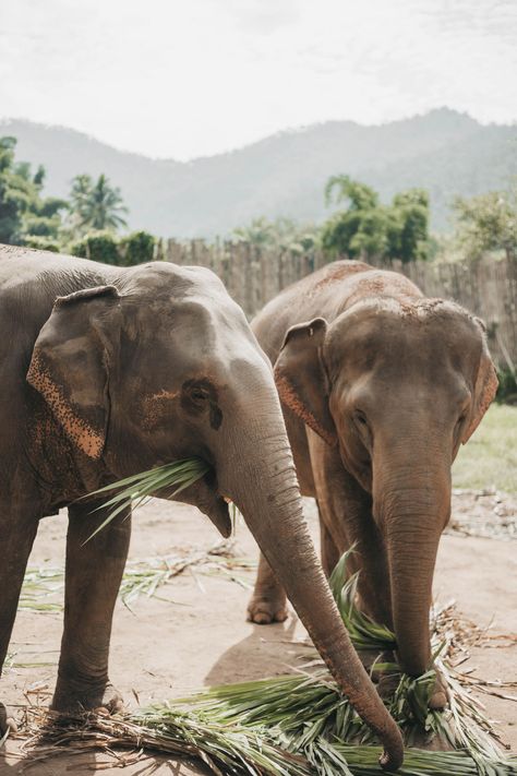 *ELEPHANT SANCTUARY* - Aspire To Inspire Elephant Artwork, Thailand Elephants, Thai Elephant, Aspire To Inspire, Elephant Sanctuary, Adventure Design, Wear Sunscreen, An Elephant, Instagram Worthy