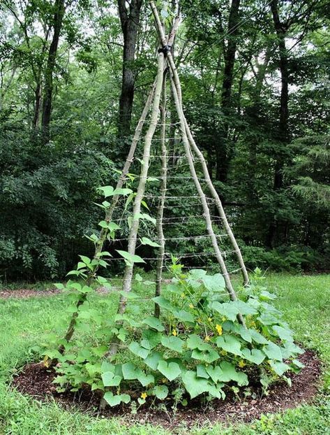 Build A Garden Teepee Cucumber Trellis With Branches Cucumber Climbing Ideas, Diy Vegetable Garden Ideas, Garden Teepee, Diy Vegetable Garden, Rustic Trellis, Plant Garden Ideas, Teepee Trellis, Cucumber Trellis Diy, Harvest Ideas