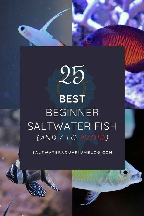 25 best beginner saltwater fish pinterest Salt Water Fish Tank Ideas, Saltwater Aquarium Beginner, Saltwater Fish Tank, Aquarium Tips, Saltwater Aquariums, Salt Water Aquarium, Saltwater Aquarium Fish, 7 Fishes, Saltwater Fish Tanks