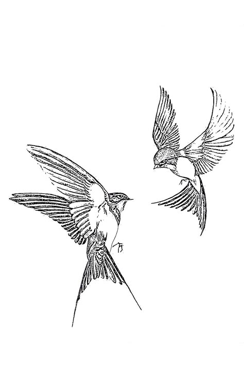 Lark Bird Drawing, Sparrow Tattoo Realistic, Parakeet Tattoo Black And White, Bird With Open Wings Tattoo, Swallow Bird Aesthetic, Robin Flying Drawing, Robin Flying Tattoo, Two Birds Flying Tattoo, Swallow Tattoo Placement