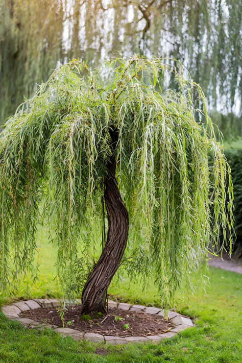 A small, beautifully twisted dwarf weeping tree with lush green foliage in a well-maintained garden setting. Weeping Juniper Tree, Modern Minimalist Landscape Front Yards, Weeping Evergreen Trees Landscapes, Weeping Redbud Tree Landscaping, Weeping Cypress Tree, Landscaping With Birch Trees, Trees That Grow In Pots, Small Weeping Trees For Front Yard, Seven Sons Tree