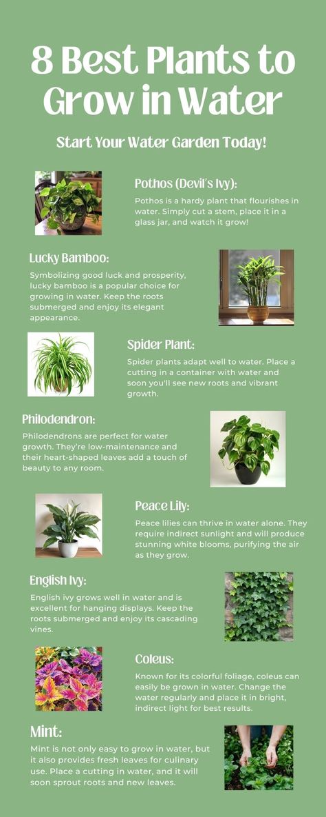 Plant In Water Indoor, Plants Aesthetic Outdoor, Planting Tips For Beginners, Plants That Survive In Water, Plants You Can Propagate In Water, Indoor Plant Terrarium Ideas, House Plants That Grow In Water, Plants You Can Grow In Water, Propagating Plants In Water