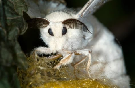 Photograph purportedly shows a newly discovered species of 'Venezuelan poodle moth.' Venezuelan Poodle Moth, Fluffy Moths, Cute Moths, Silk Moths, Poodle Moth, Bombyx Mori, Cute Moth, Moths And Butterflies, Classic Rock