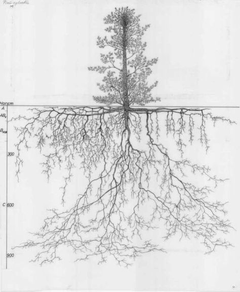 Roots Drawing, Roots Tattoo, Drawing Exercises, Root System, Plant Drawing, Tree Roots, Tree Drawing, Cultura Pop, Types Of Plants