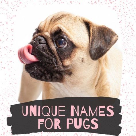 Struggling to find a great name for your new Pug puppy? Look no further! Girl Pug Names, Unique Dog Names, Dog Names Unique, Pug Names, Girl Dog Names, Female Dog Names, Fawn Pug, Names And Meanings, Cute Nicknames