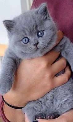 66 Pics of Kittens and Cats - I Can Has Cheezburger? Funny Cat Compilation, Cat With Blue Eyes, British Shorthair Cats, Super Cat, Kitten Pictures, Trik Fotografi, Cats Illustration, British Shorthair, Cute Cats And Kittens