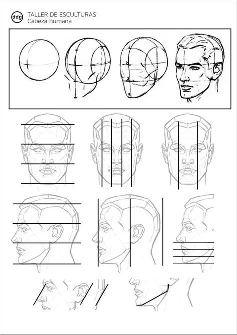 Easy Pencil Drawings, Drawing Tutorial Face, Human Anatomy Drawing, Head And Shoulders, Drawing Heads, Human Drawing, Anatomy Sketches, Pencil Drawings Easy, Drawing Studies