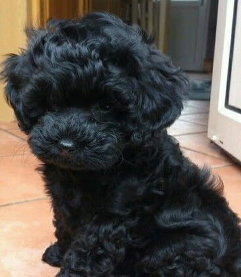 Black Maltese Puppy, Toy Poodle Puppies Black, Black Fluffy Puppy, Cavapoo Black, Poodle Puppy Black, Black Poodle Puppy, Black Toy Poodle, Tibet Terrier, Cute Small Dogs